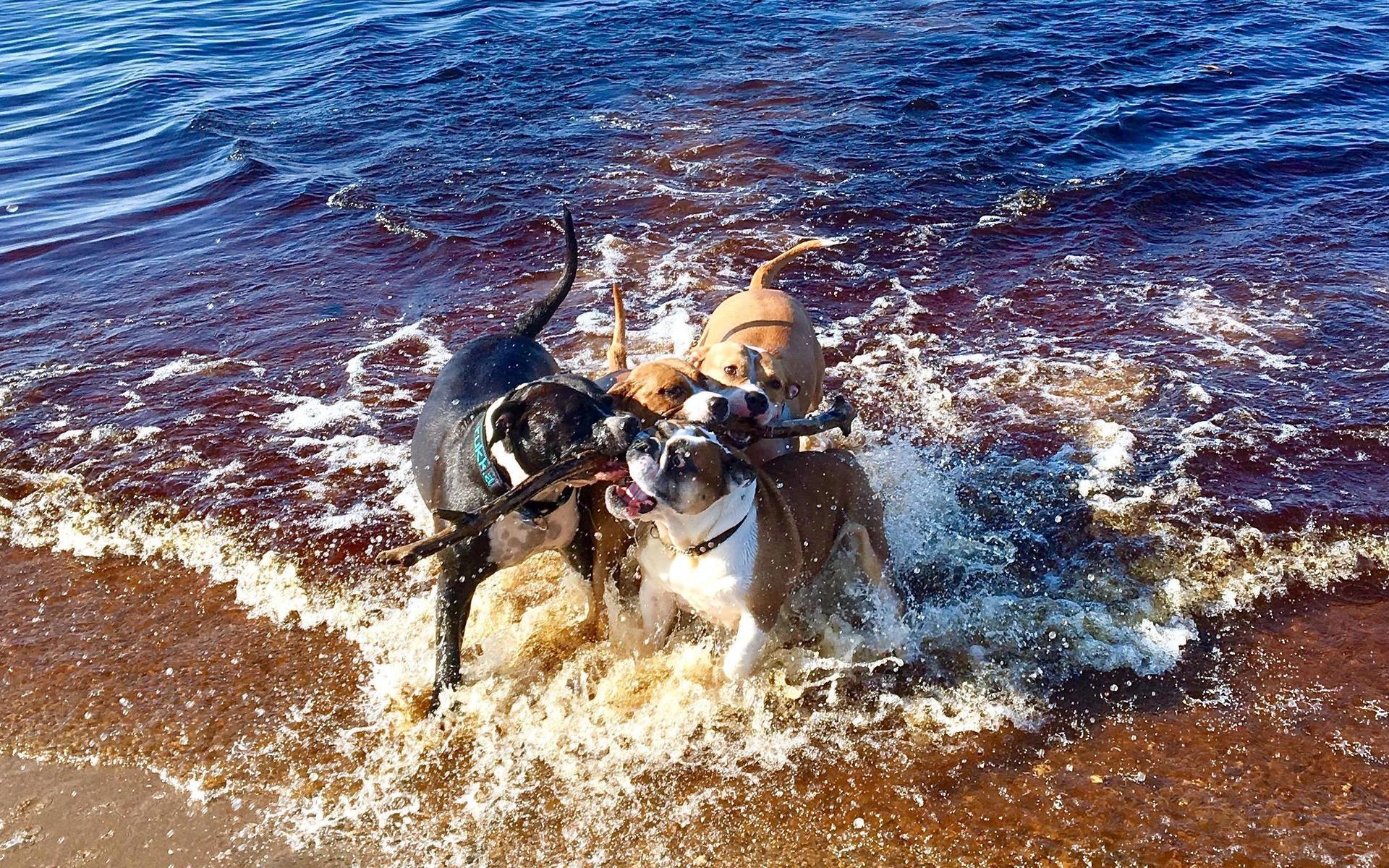 ”Detta är vårat bidrag till tävlingen – det är våra två underbara hundar Morris och Minou med sina bästisar Devil och Rut – bada är det bästa som finns”. Inskickad av Helene Baagöe-Larsen.