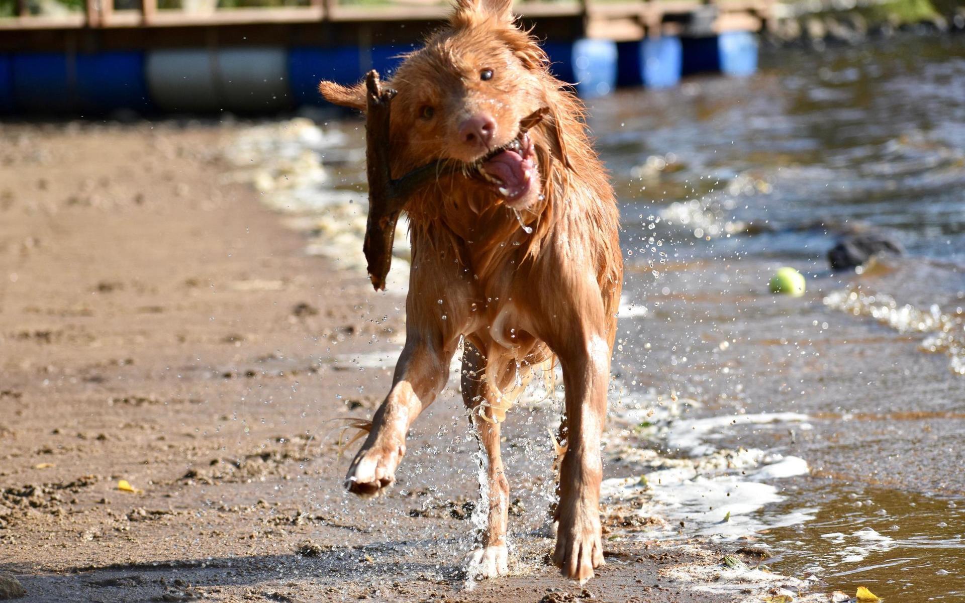 Emma Bengtsson har skickat in flera härliga bilder på sina hundar när de badar. 