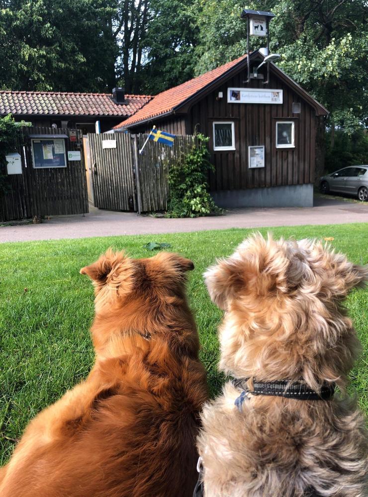 Atlas och Lasse väntar och hoppas på nya vänner, utanför Katthemmet i Norre Katts park. Bilden är inskickad av Sara Paulsson.