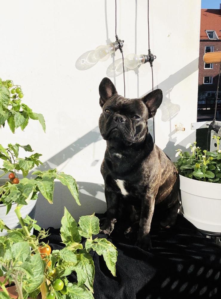 Kingen är en fransk bulldog som gärna njuter av solen på balkongen. Inskickad av Angelica Olsson.