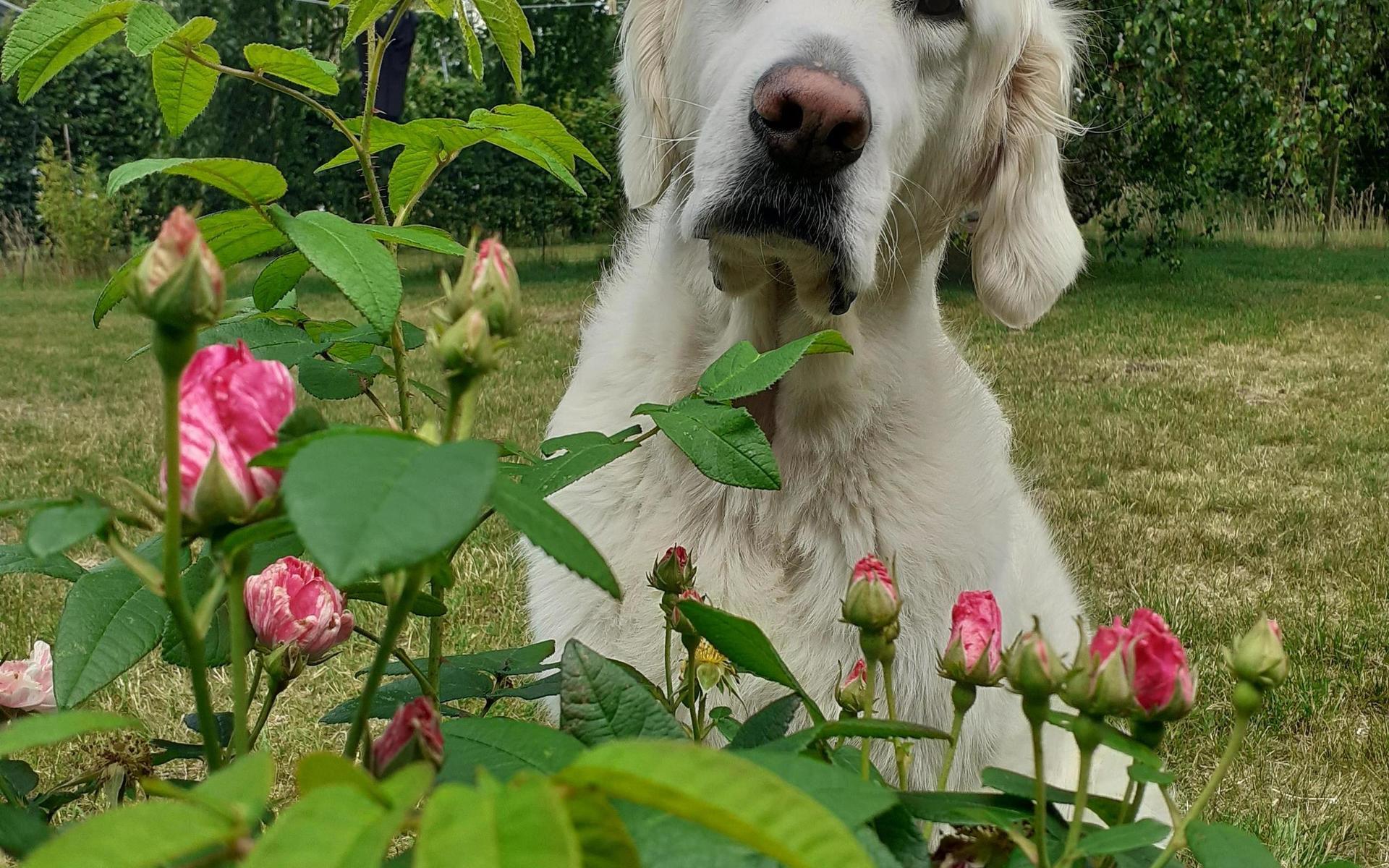 &quot;Jag trivs bättre här där jag kan lukta på blommorna&quot; hälsar Sigge från Haverdal. Inskickad av matte Monica Leckne.
