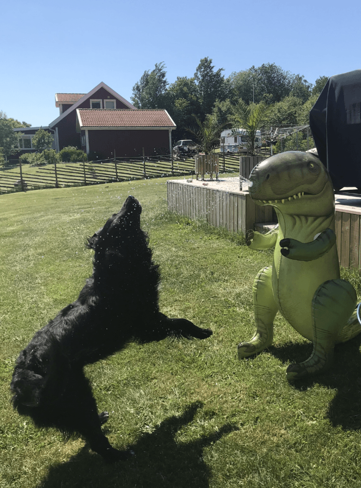 Hunden Billy älskar att ha en egen vattensprutande dinosaurie under sommarens varma dagar. Helen Stenbeck har skrickat in bilden.