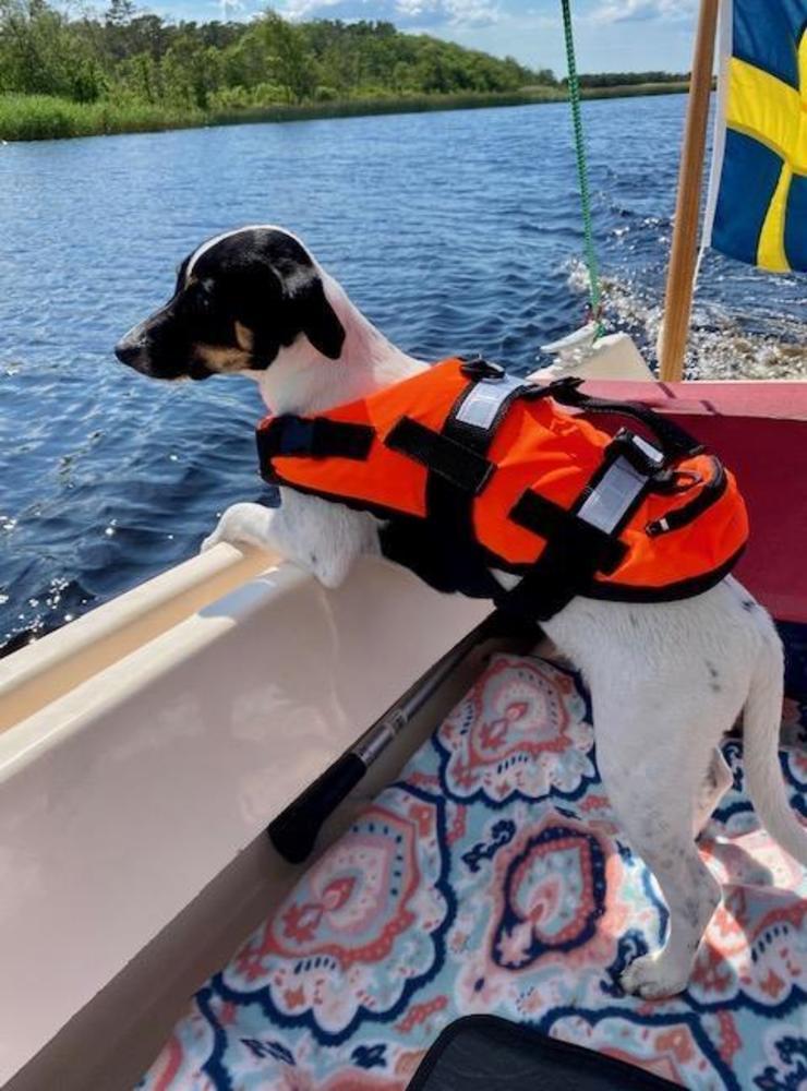 ”Hottare än detta kan man väl inte bli? Skickar en bild på vår hund Svante 4,5 månader gammal, en DSG (dansk- svensk gårdshund). Vi tog bilden då Svante premiäråkte på vår båt i Lagan på väg hem från en av sommarens varmaste dagar i Lagaoset förra helgen. Tempmätaren visade på  +32 grader!!! Svante tyckte det var jätteskönt i vinden från båten”, skriver matte Marianne Ylikangas, som också skickat in bilden.
