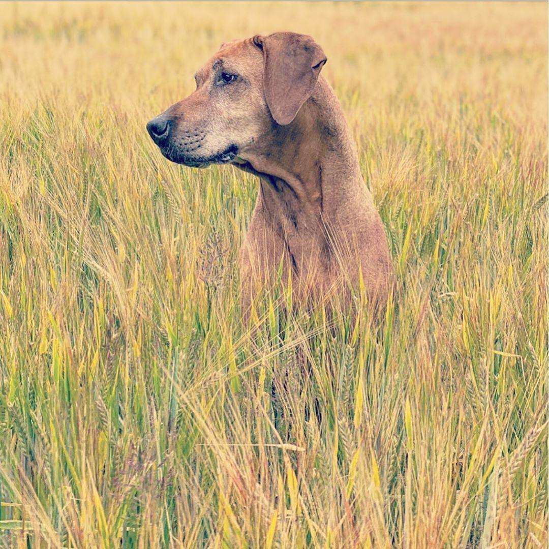 Vacker hund i rågfältet.