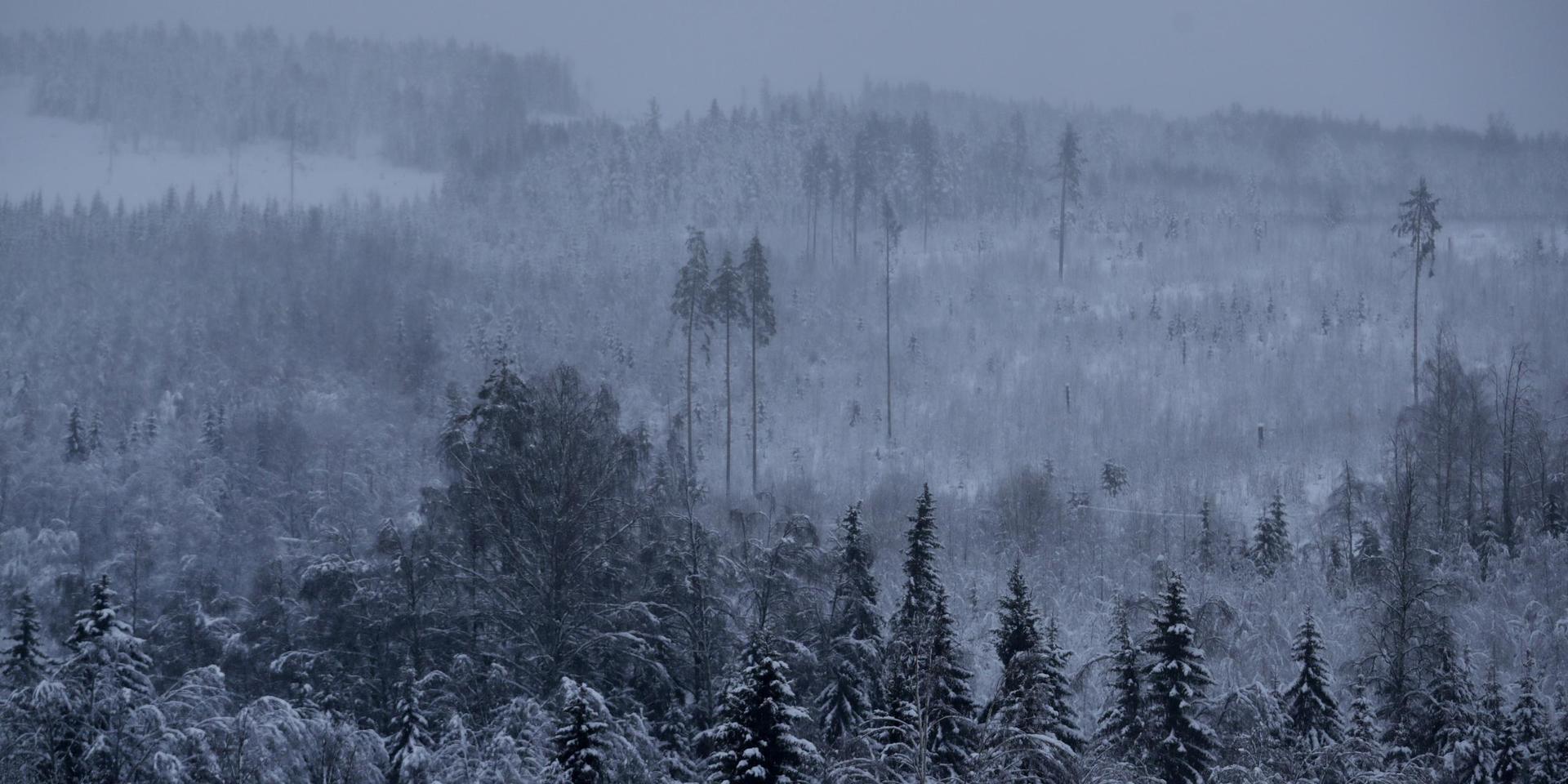 Med Miljöpartiet i regering har den äganderätt som gjorde svensk skogspolitik så framgångsrik försvagats.