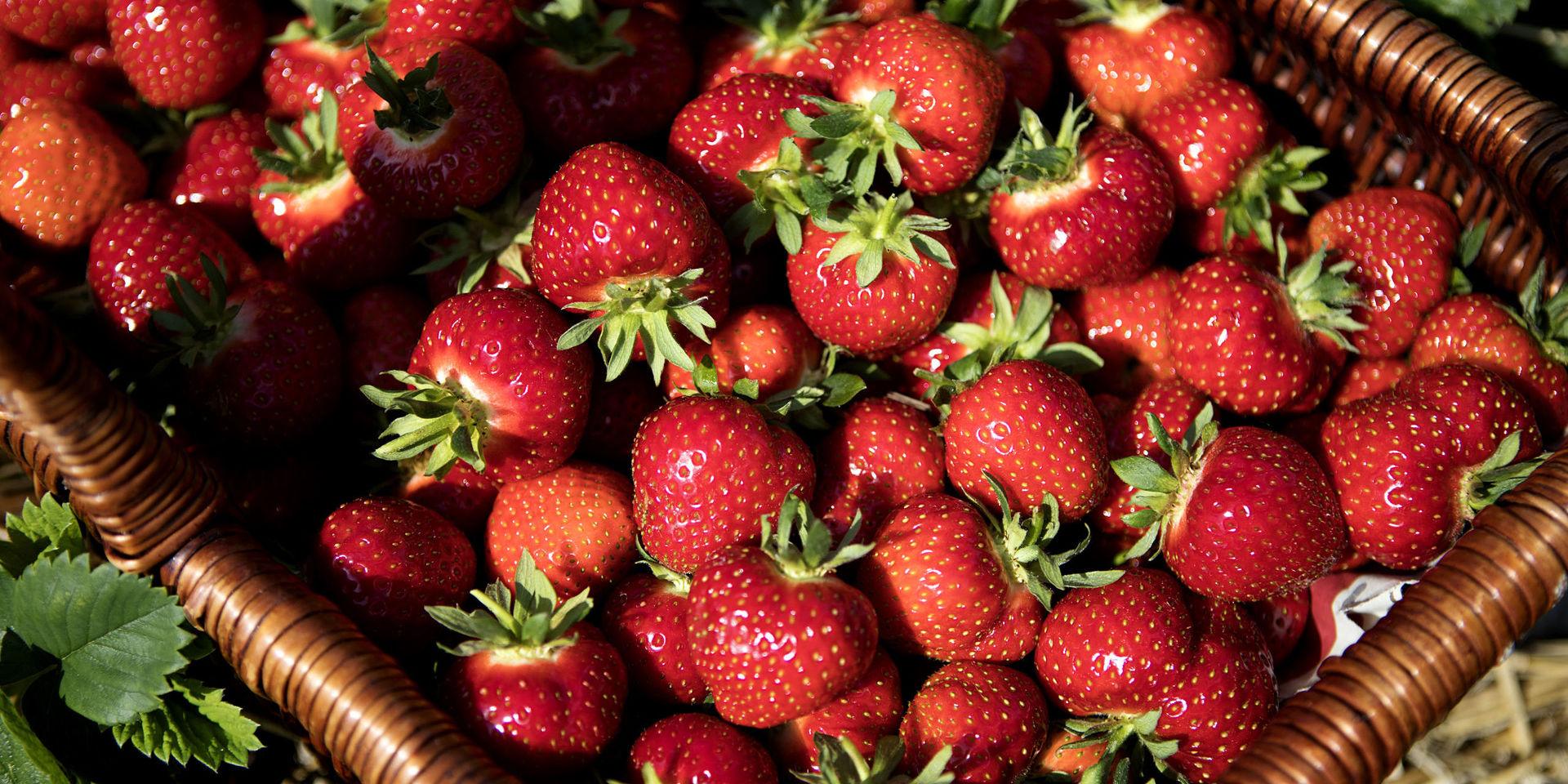 Om vädret tillåter kan årets första halländska jordgubbar plockas redan denna veckan.