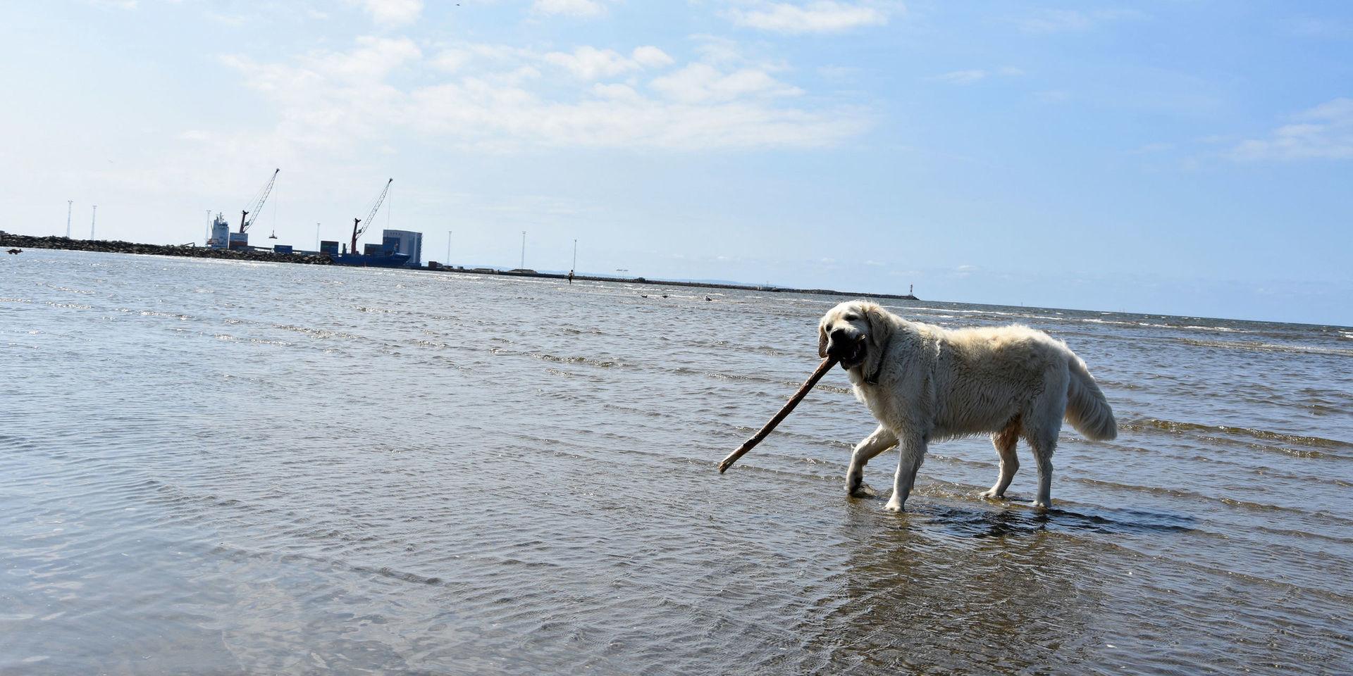 Fria hundar på Västra stranden är en inskränkning av individens frihet.