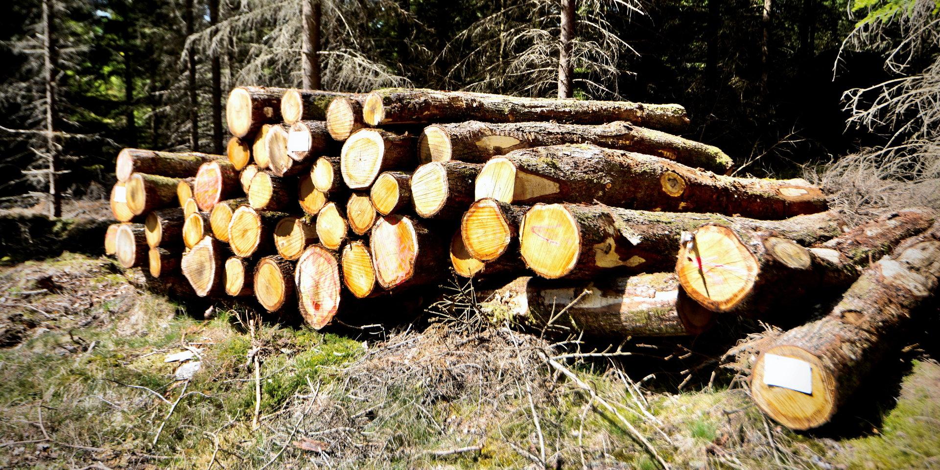 ”I Halland har vi omkring 10 000 enskilda skogsägare som ofta har drivit sina skogsbruk i generationer inom familjen.” 