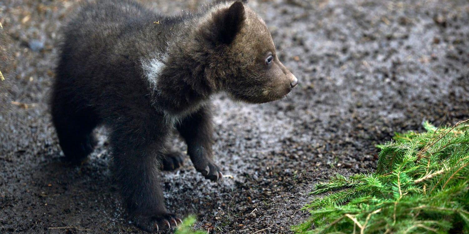 Tre björnungar i Dalarna har blivit så populära att allmänheten uppmanas att lämna dem ifred. Arkivbild.