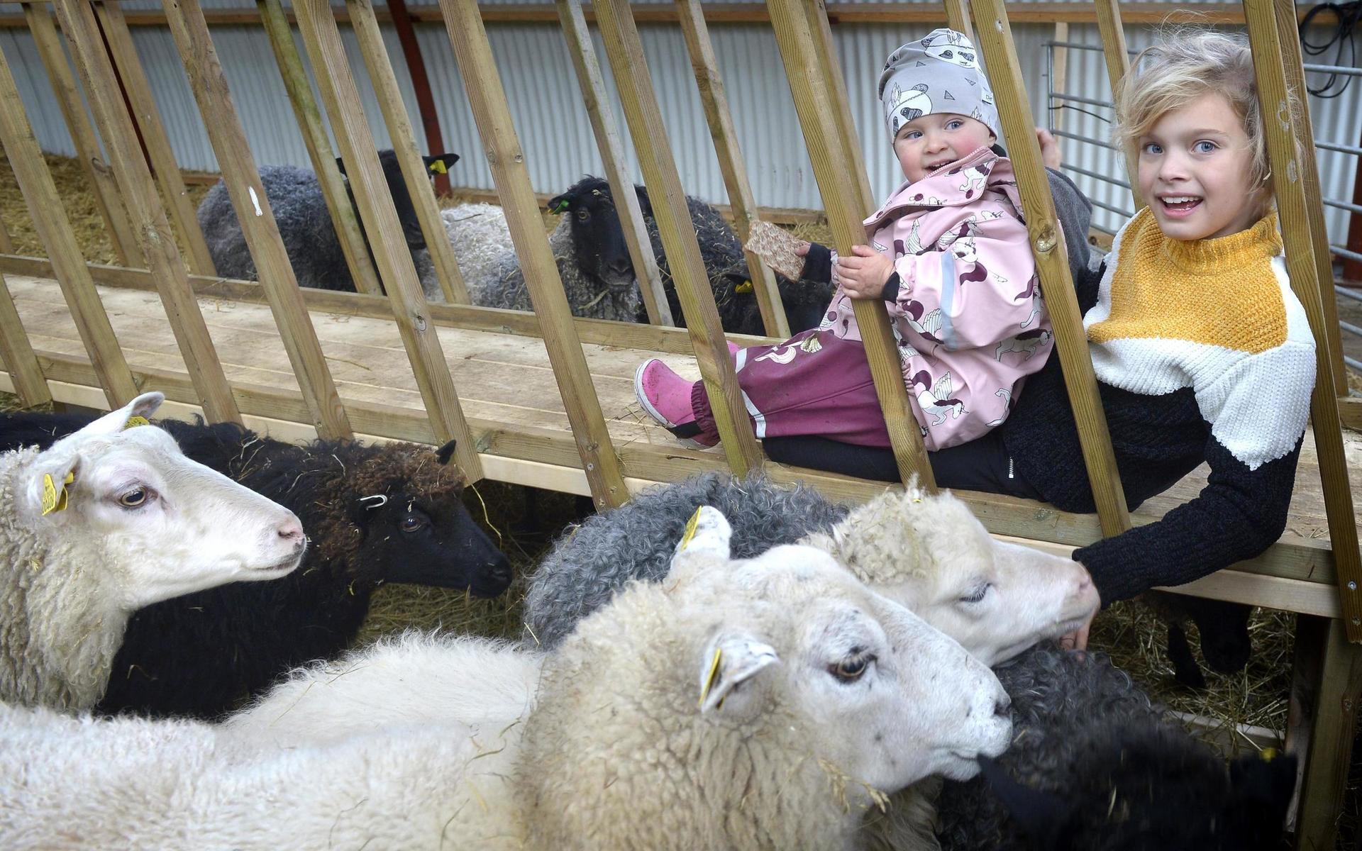 Syskonen Näslin, Majvi och Stella, hälsar på gårdens övriga får. 