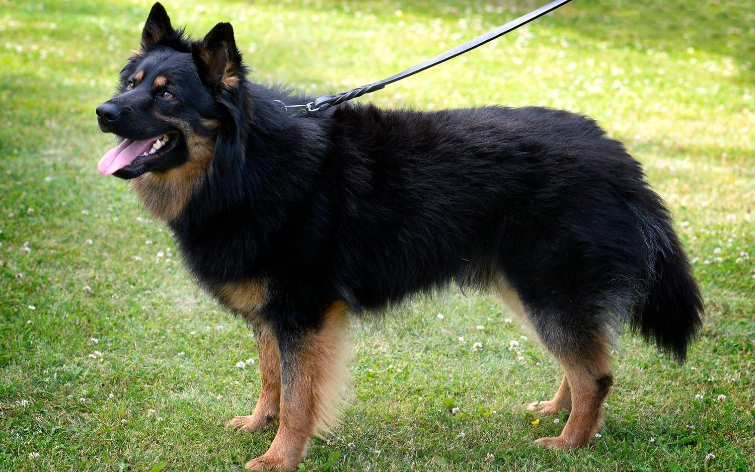 Det här är en Chodský pes - en tjeckisk brukshund. Foto: Annika Karlbom
