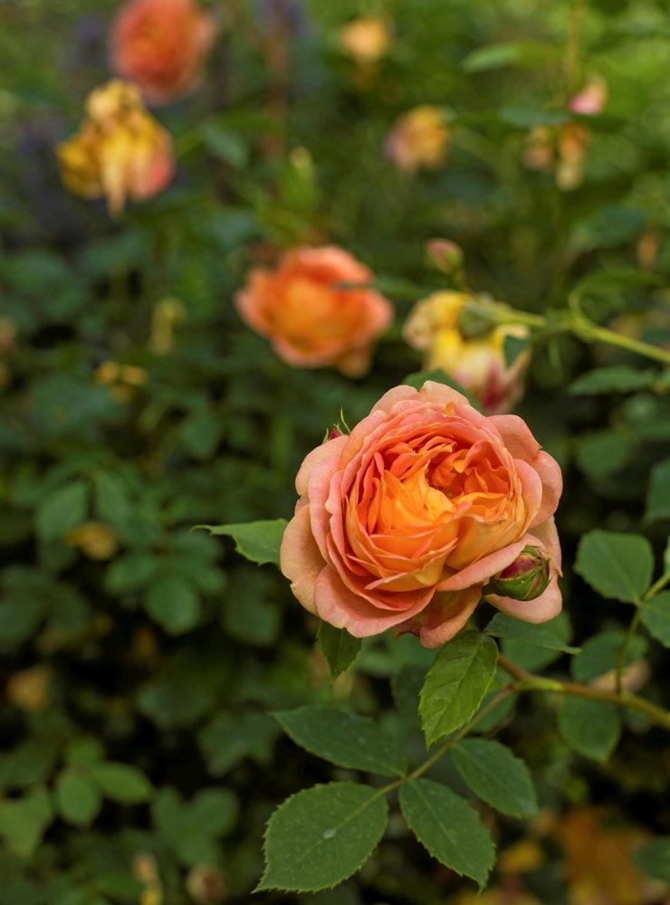 Rosen med den intensiva färgen heter Lady of Shalott och är en av Irenes favoriter. Hon har åtta stycken.