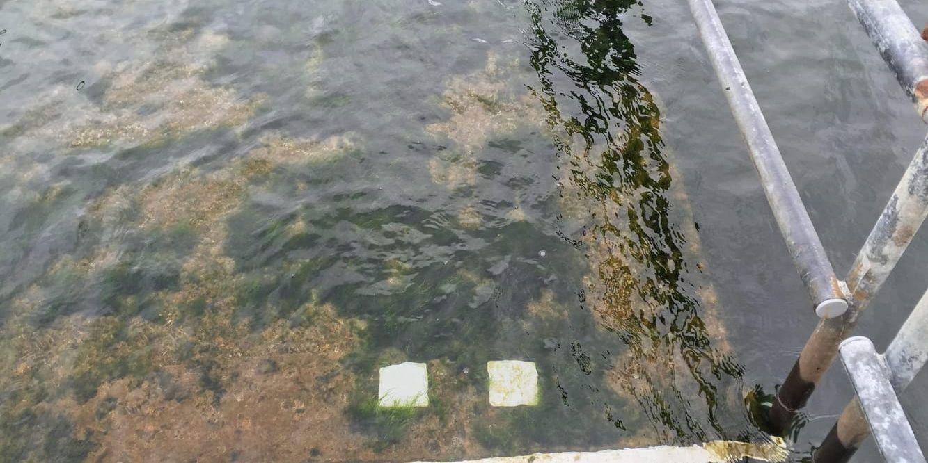 Algtillväxt. Tidigast den 17 juni kommer algerna på badbryggan på handikappbadet att vara bortstädade.