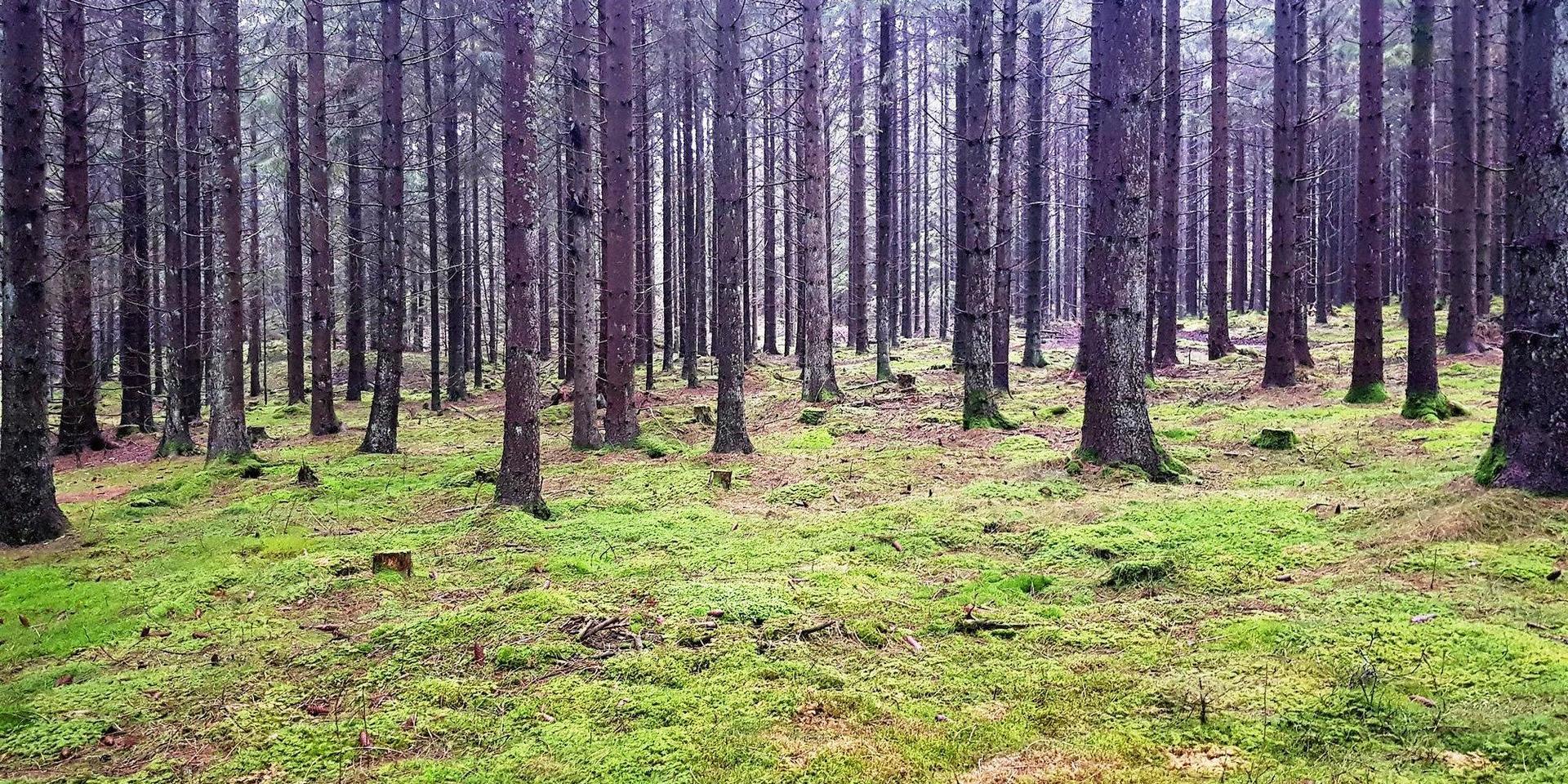 Skog tall tallar tallskog skogsbruk
