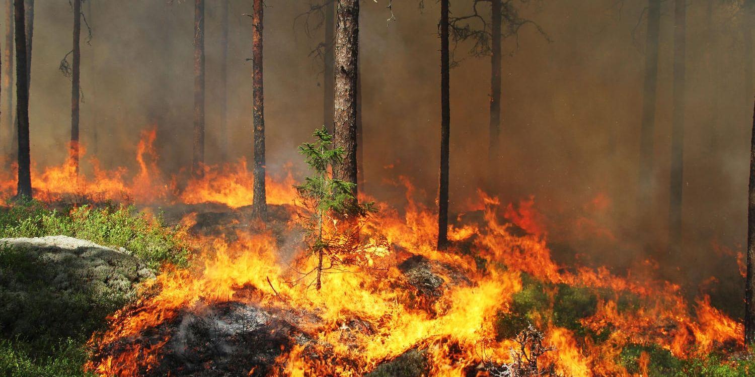 I den stora skogsbranden i Västmanland 2014 förstördes 13 000 hektar skog. Värden för miljontals kronor gick, bokstavligen, upp i rök. Under den femte och mest intensiva dagen spred sig elden via trädkronorna med en hastighet av 80 meter per minut. Bilden är från ett annat tillfälle.