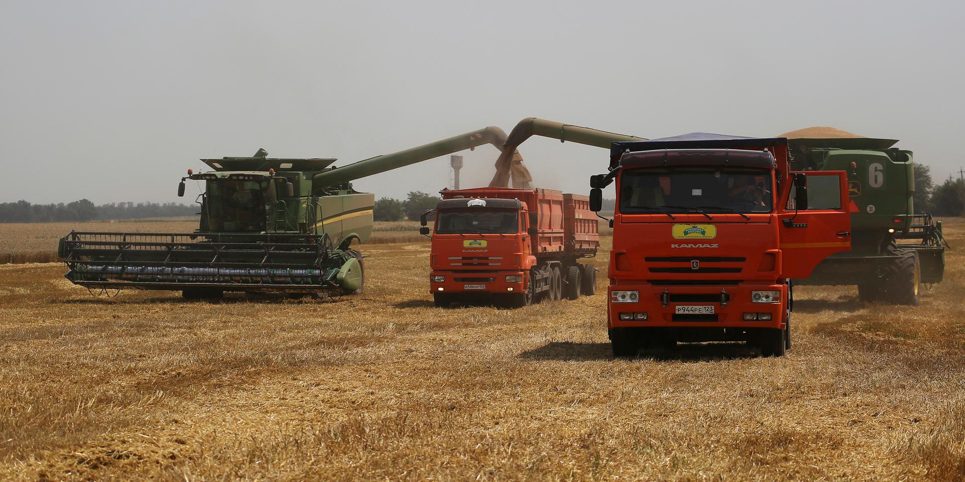 Minst 400 000 ton ukrainskt spannmål har förts ut ur landet av Ryssland. Arkivbild