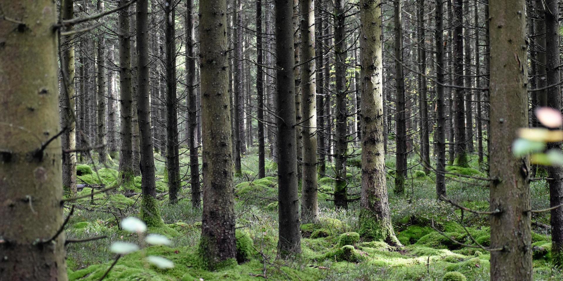 Den svenska skogen är en otrolig tillgång som vi måste vara rädda om.