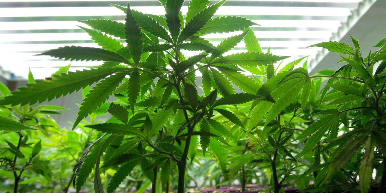 HD anser att det är olagligt att odla cannabis för smärtlindring. Arkivbild.