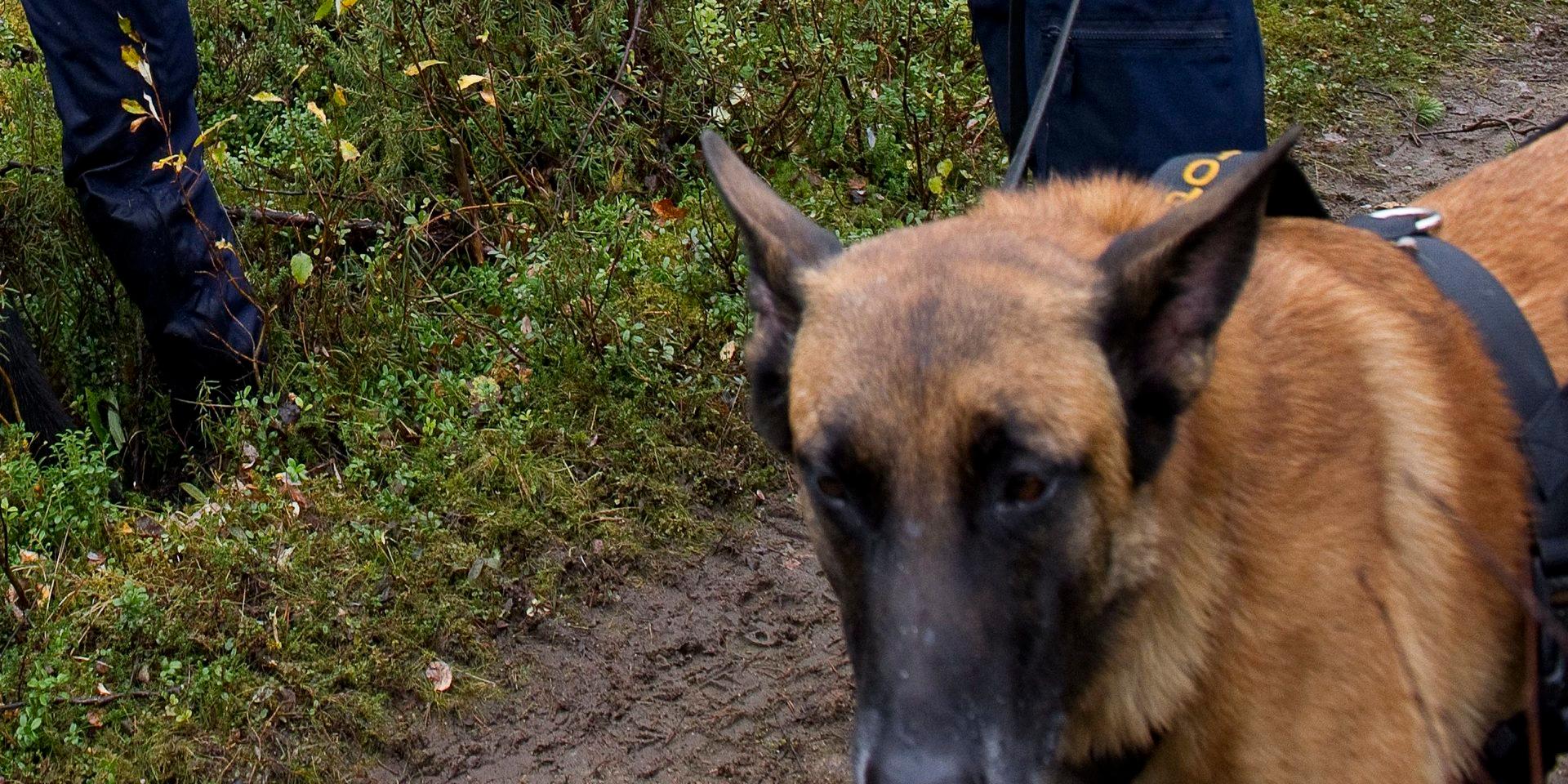 En stor sökinsats med bland annat hundpatruller sattes in för att leta efter den försvunne jägaren. Arkivbild.
