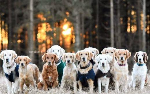 En go samling hundar. Bild: Privat
