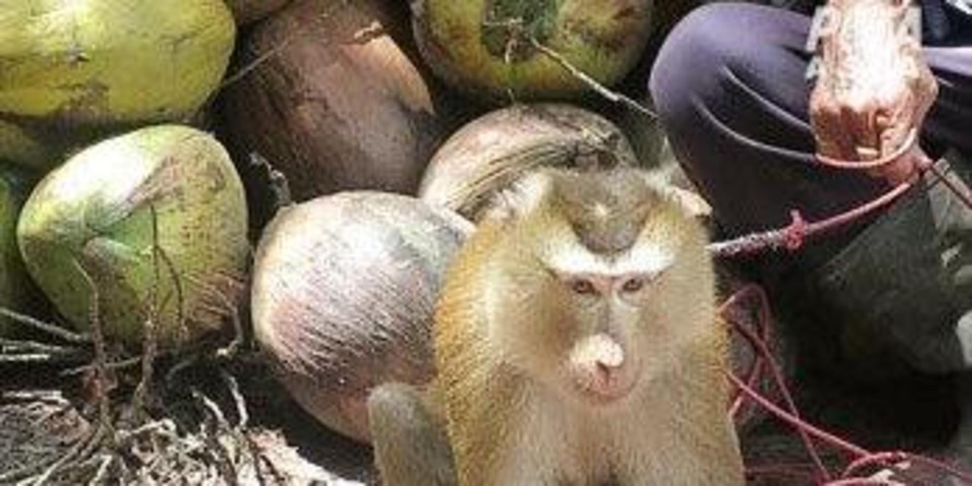 Om aporna gör motstånd när de tvingas plocka kokosnötter har det hänt att tänderna dras ut på dem, enligt Peta.