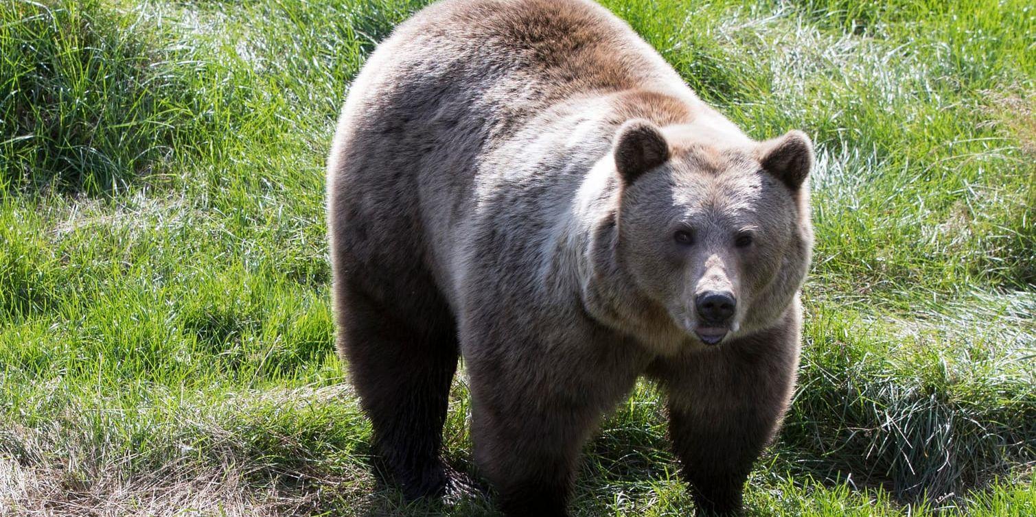I helgen har två björnar skjutits efter att ha angripit älgjägare. Arkivbild.