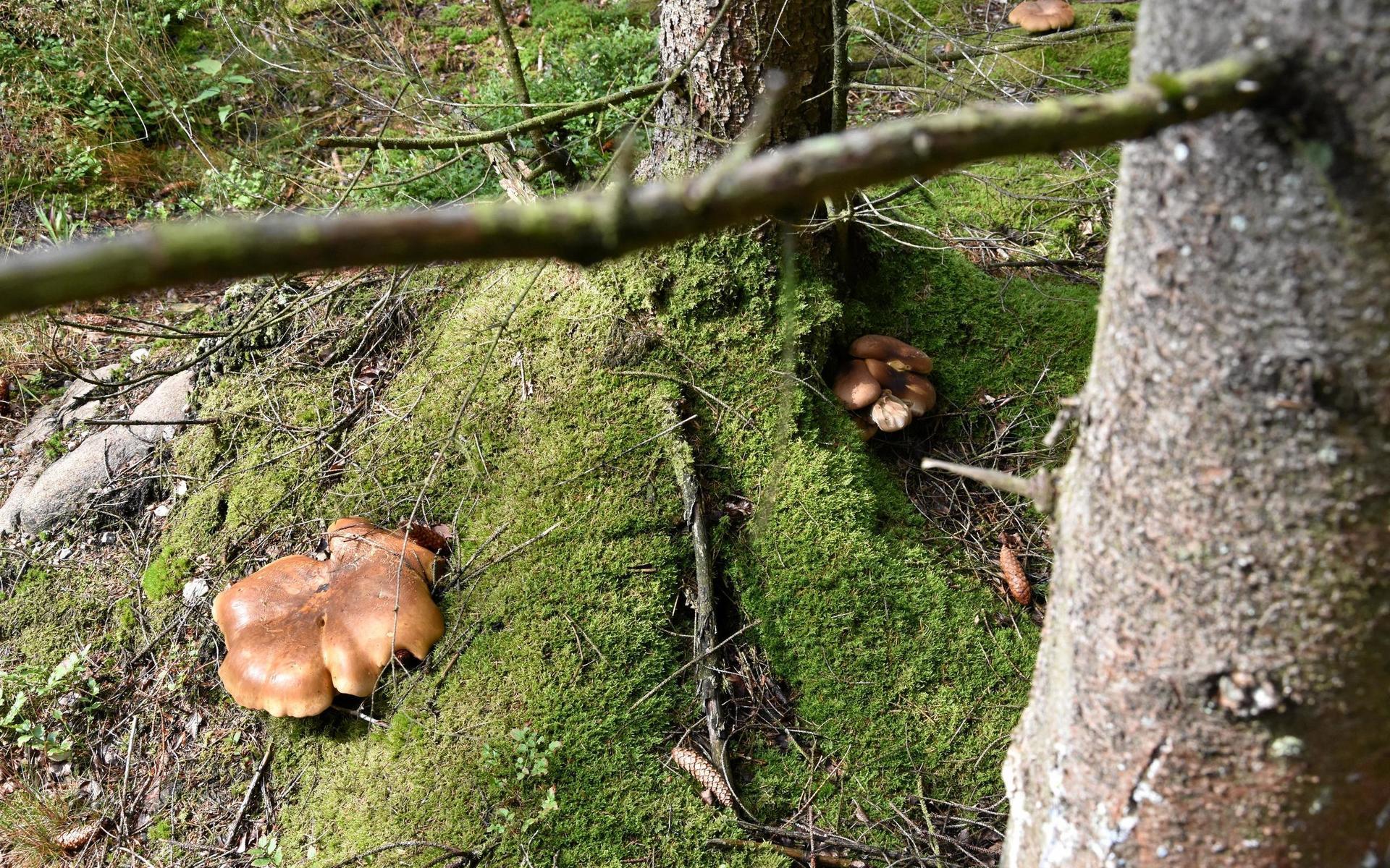 Några stora exemplar av Sammetsfotad pluggskivling - en giftig svamp som växer på barrträdsstubbar. Däremot är den perfekt för att färga ullgarn.