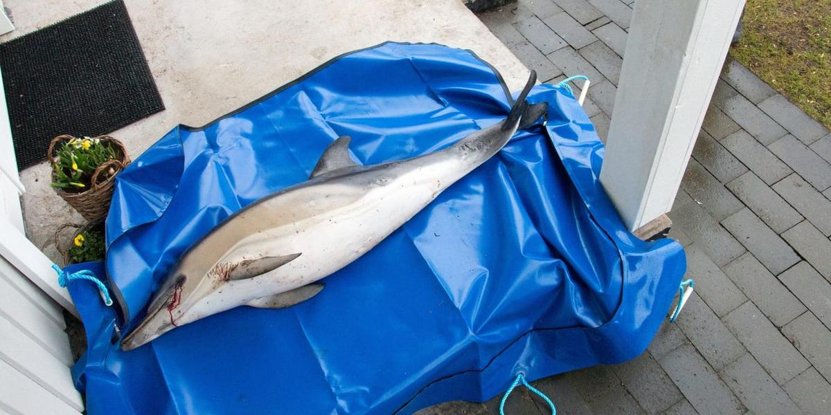 Död delfin i Båstad dog i juverinflammation, visar obduktion ...